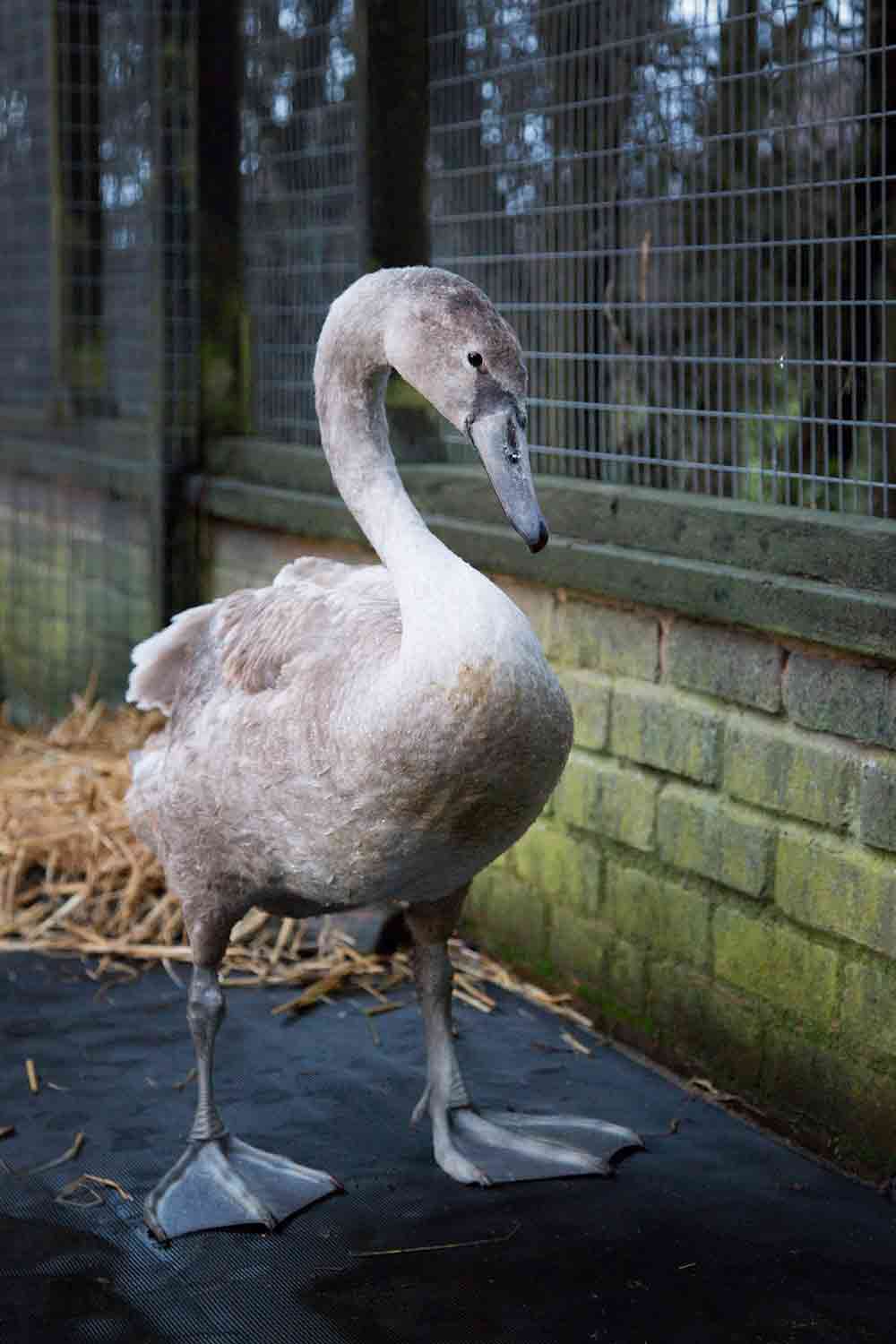 Cygnet_Web-2 Cygnet_Web-2