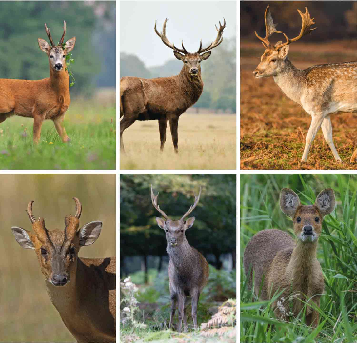 DeerSp-2 DeerSp-2