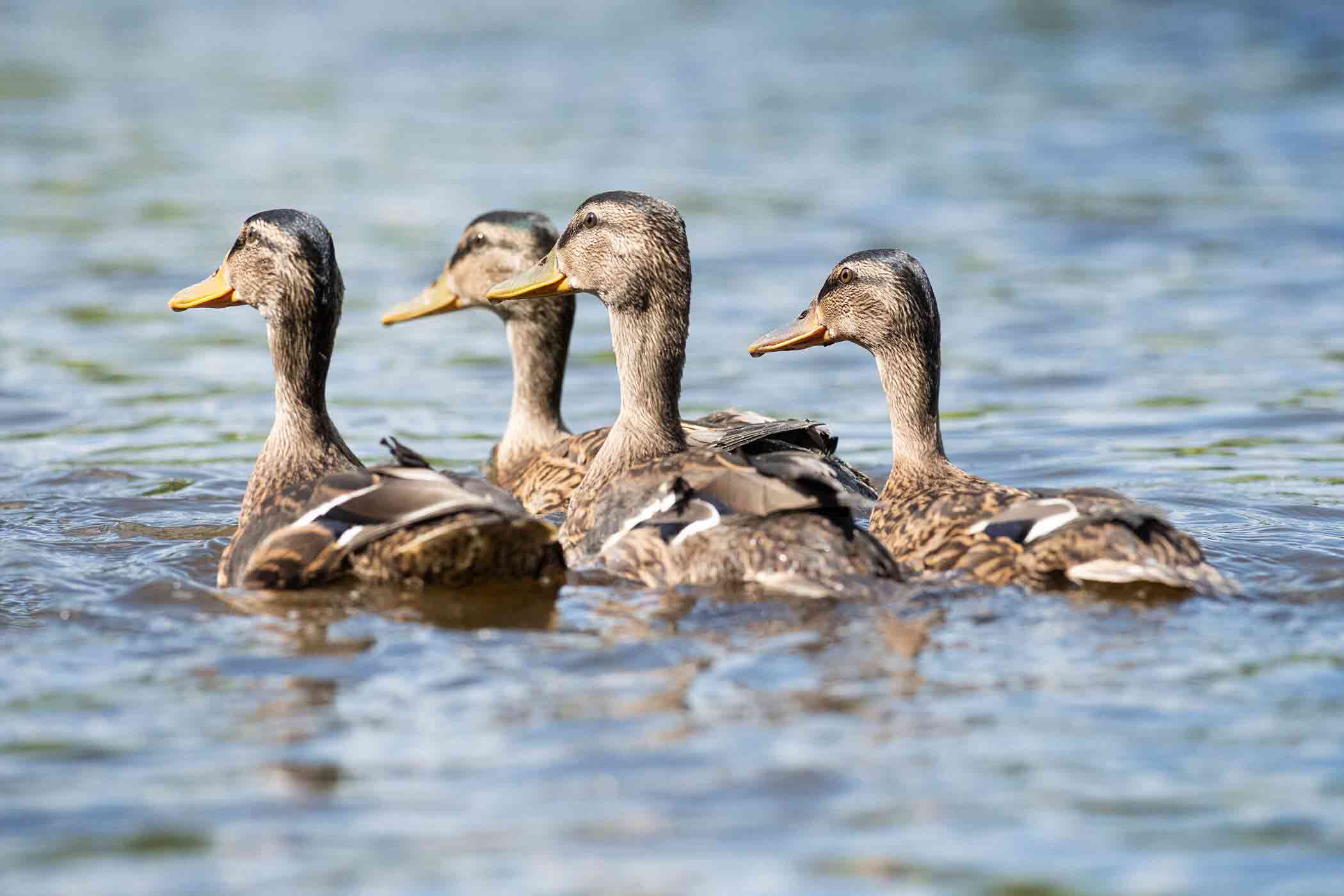 Juv.-Ducklings-2 Juv.-Ducklings-2