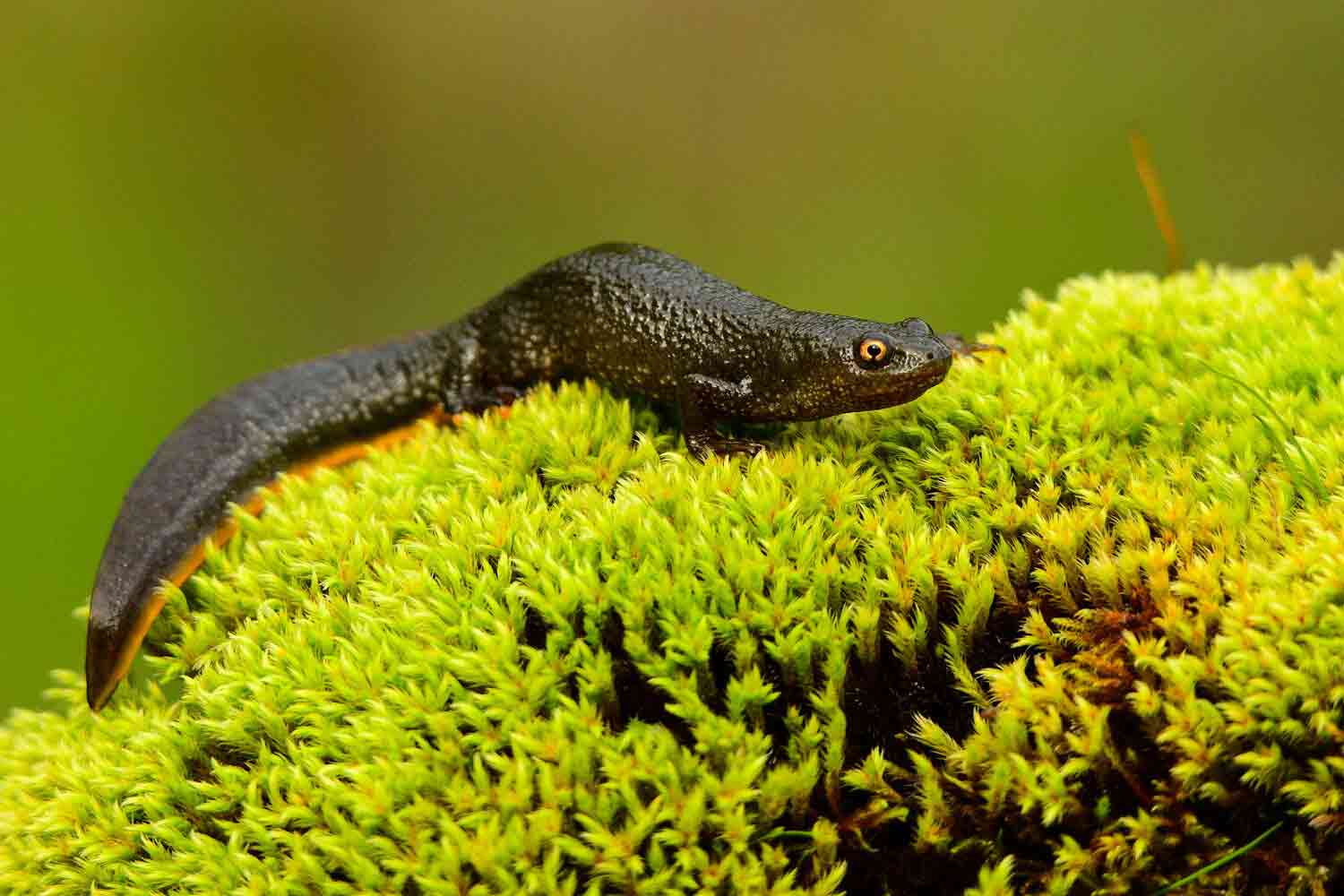Newt2_Web Newt2_Web