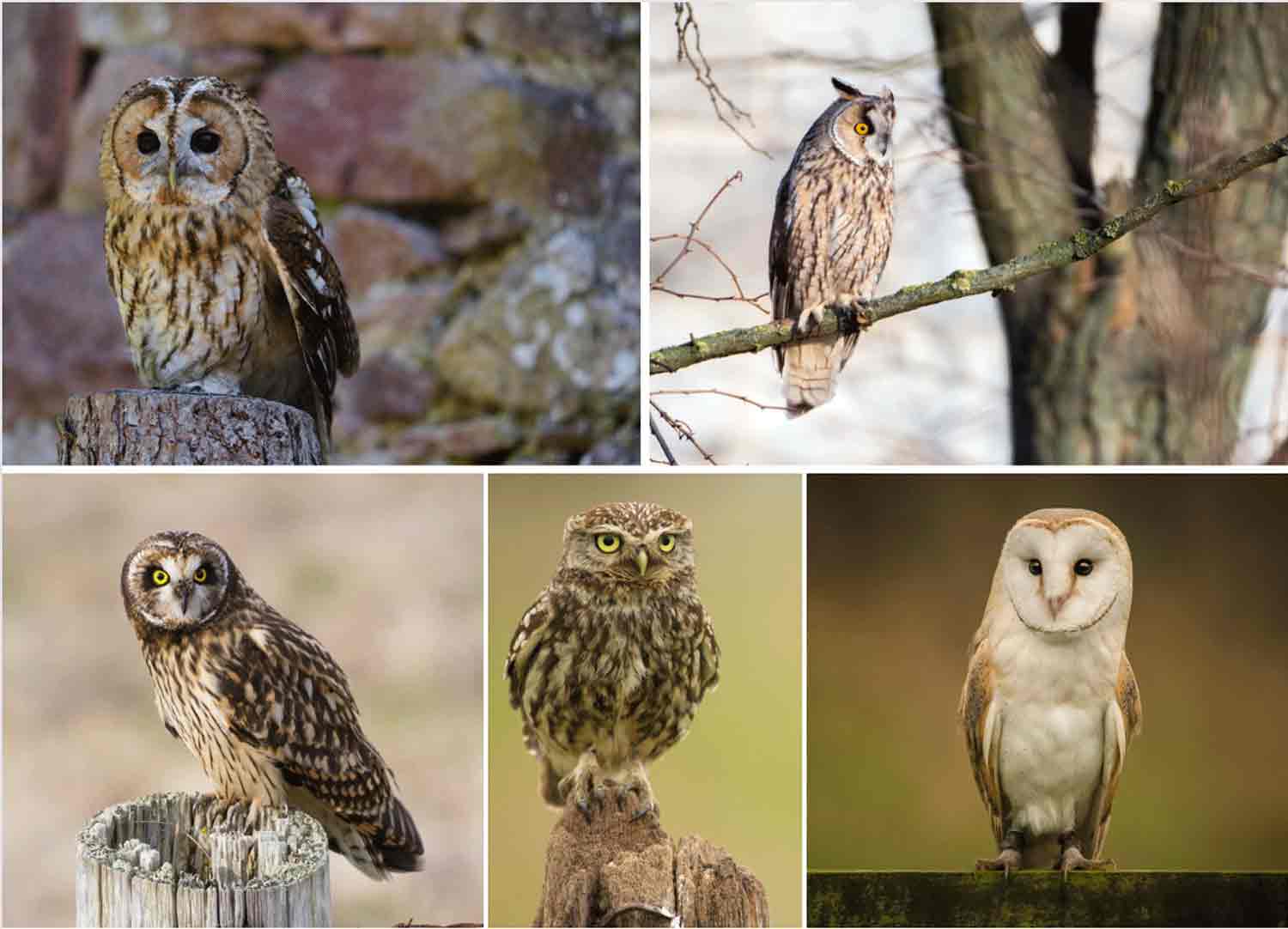 Owl-species-2 Owl-species-2