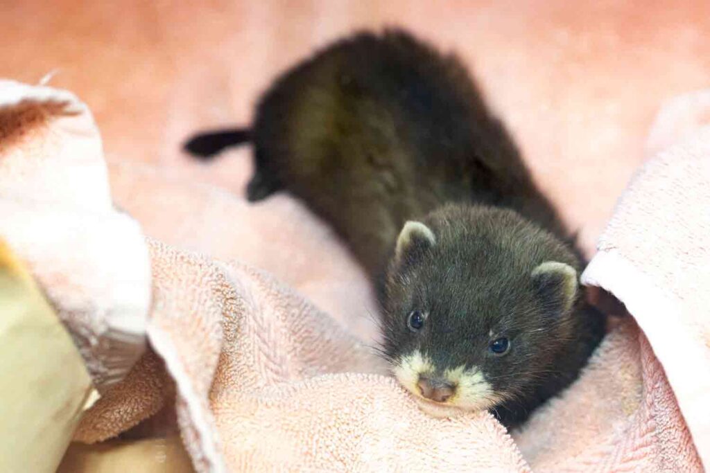 Polecat Facts - Wildlife Aid Foundation