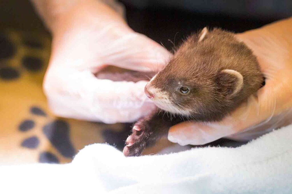Polecat Facts - Wildlife Aid Foundation