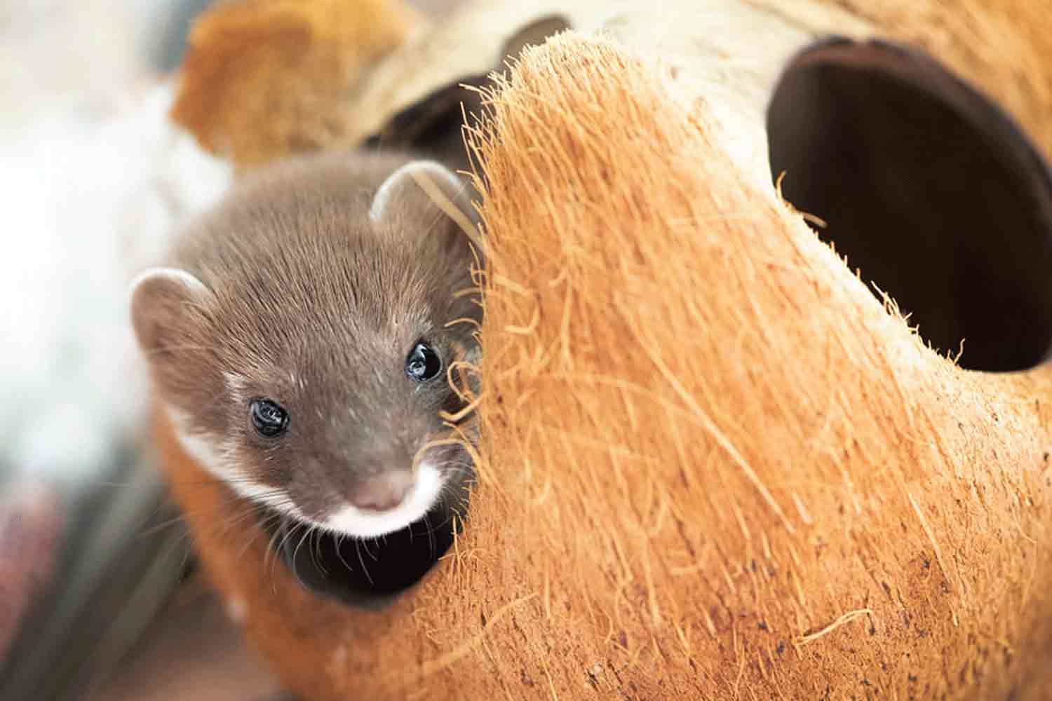 Stoat_Web-2 Stoat_Web-2