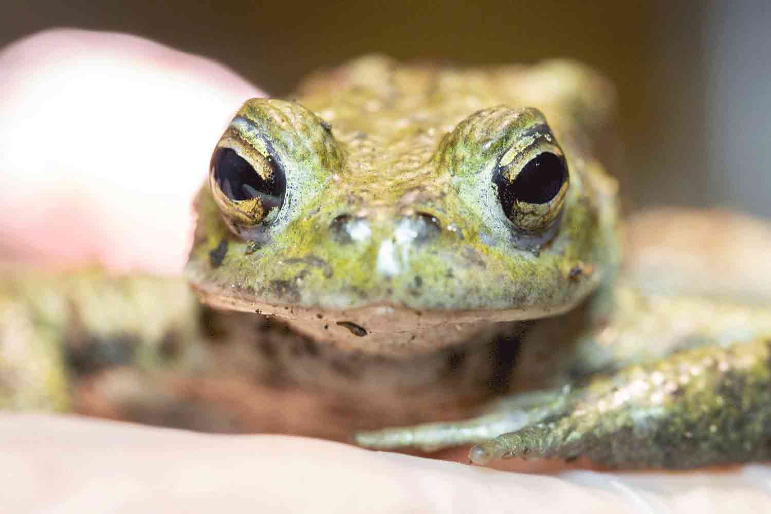 Toad2_Web_2024-10-07-140236_vdwl-2 Toad2_Web_2024-10-07-140236_vdwl-2