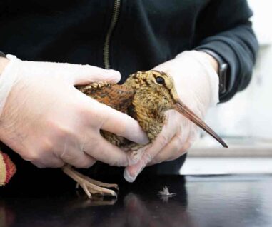 A rare visitor to WAF. - Wildlife Aid