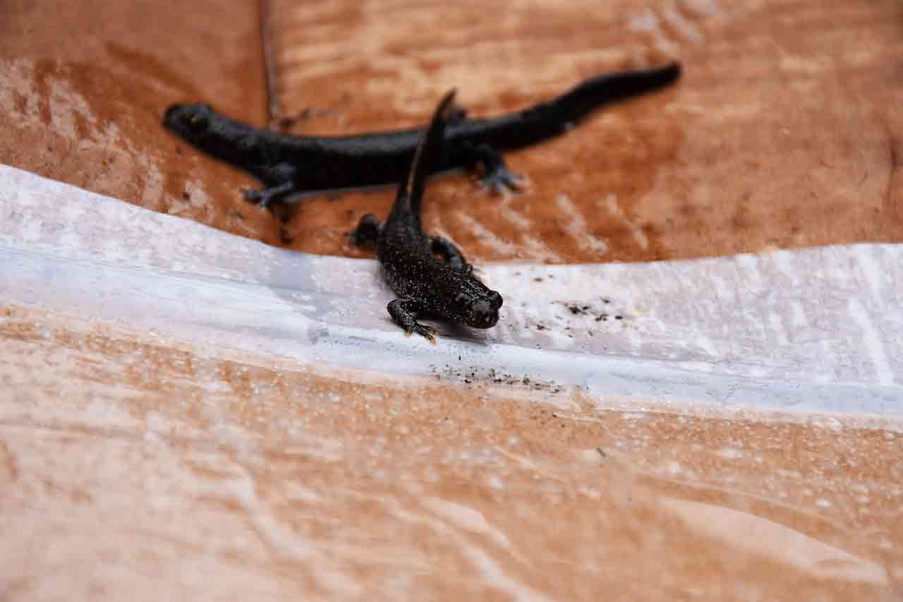 great-crested-newt-5362983_1280 great-crested-newt-5362983_1280