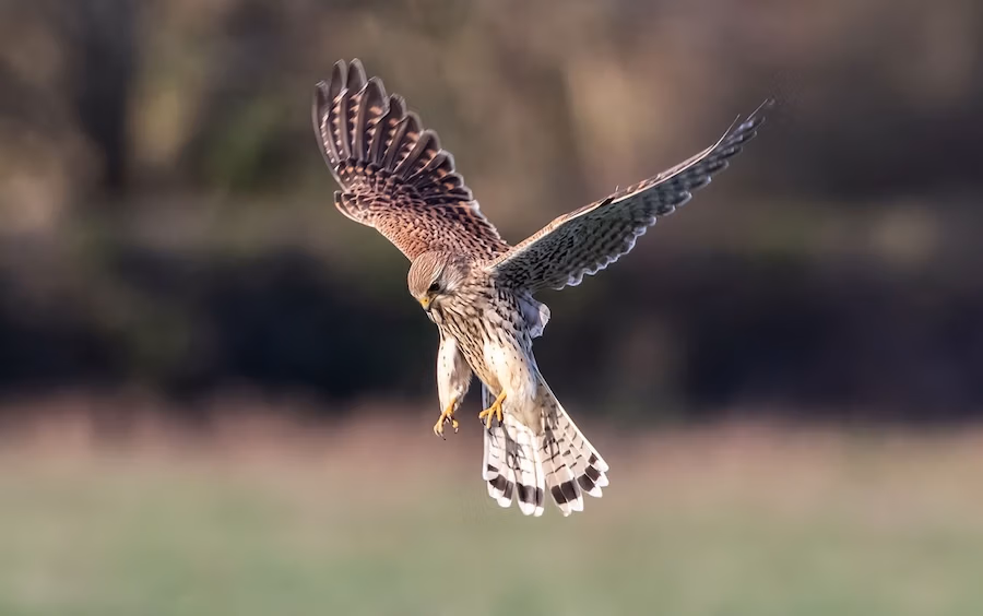 kestrel_WEB kestrel_WEB