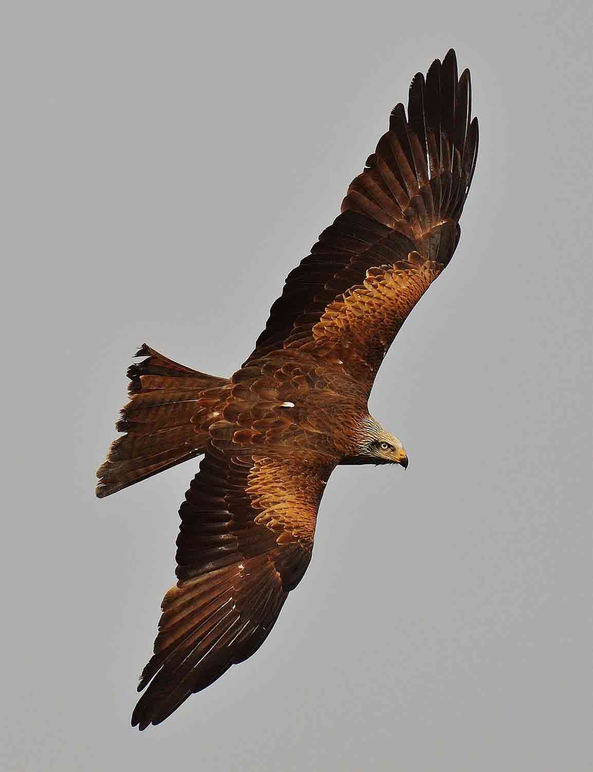 red-kite-1-2 red-kite-1-2