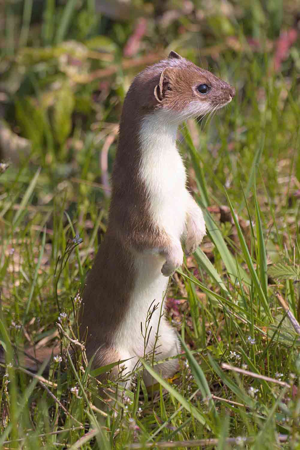 weasel-6147165_1280_Web-2 weasel-6147165_1280_Web-2