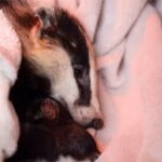Badger_rump_WEB2