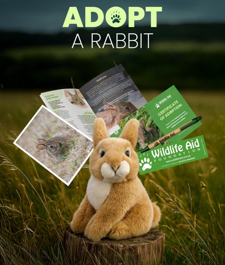 Adopt a rabbit - Wildlife Aid Foundation