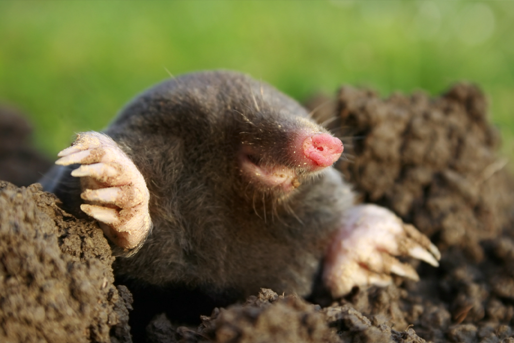Mole in hole