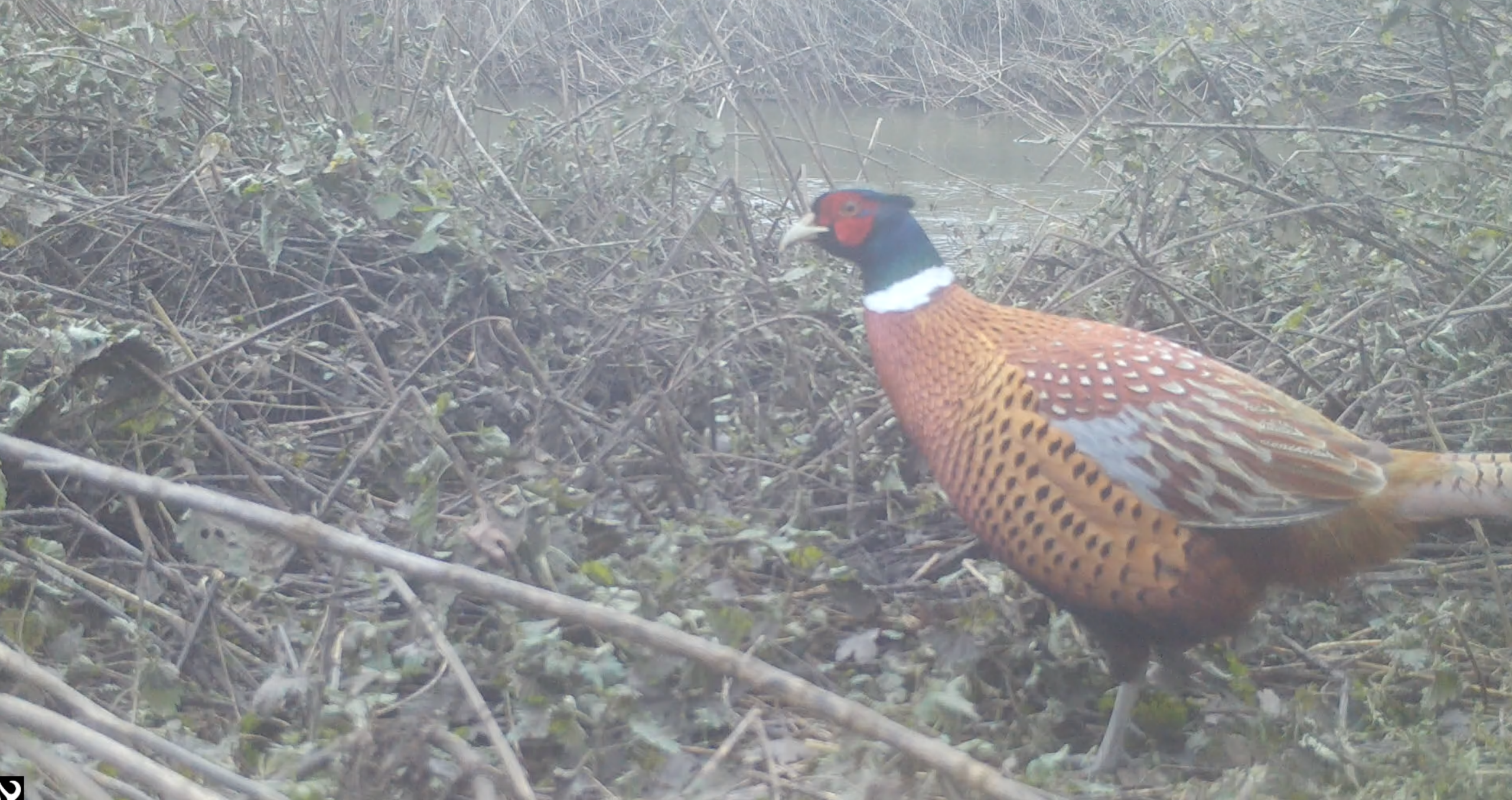 pheasant
