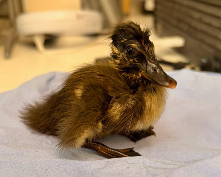 Duckling after bath