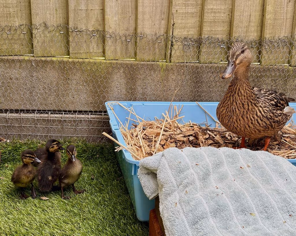 Mother and her ducklings