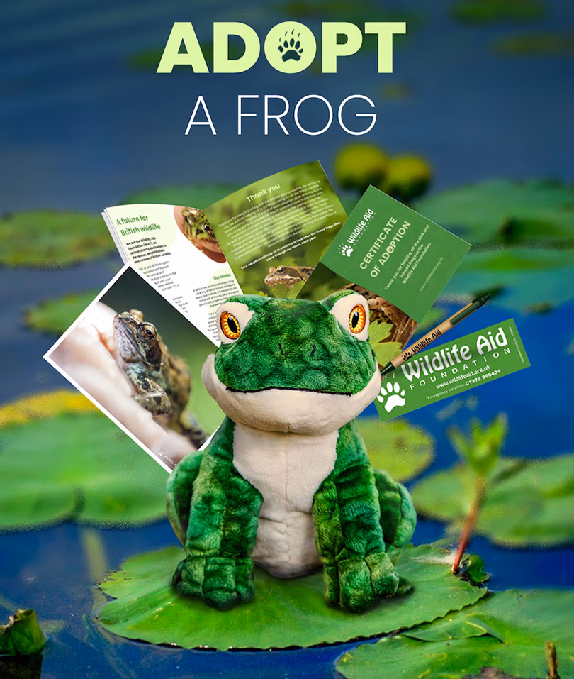 frog adoption pack