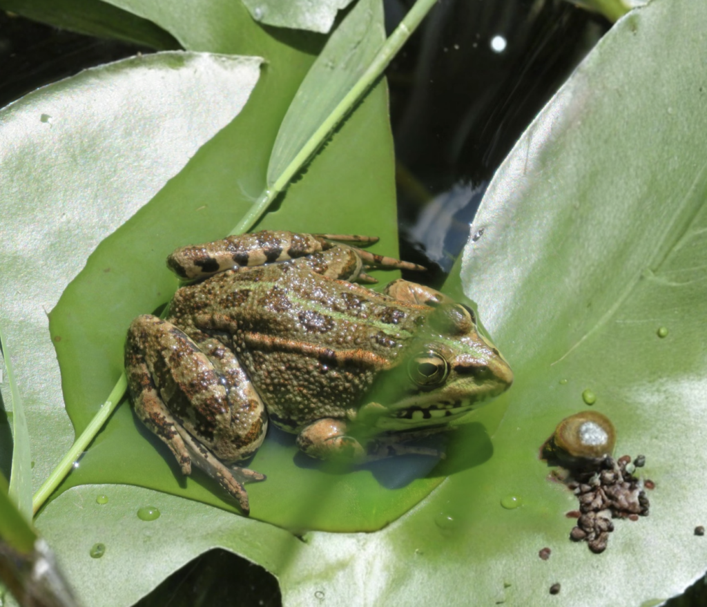 Adopt A Frog - Wildlife Aid Foundation