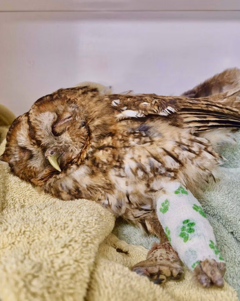 injured tawny owl