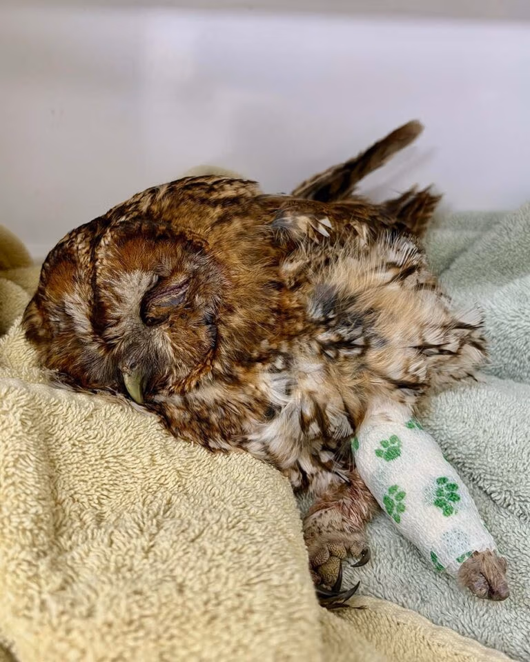 injured tawny owl