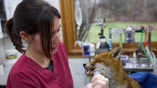 Vet and fox