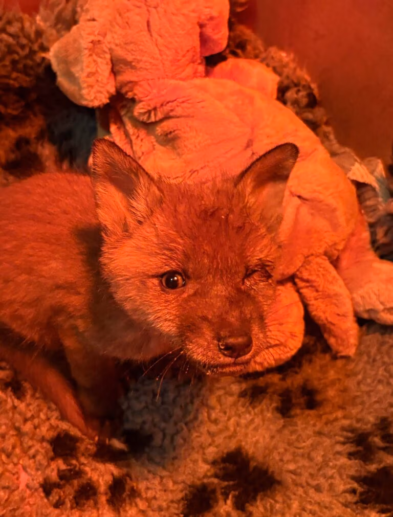 Fox with damaged eye