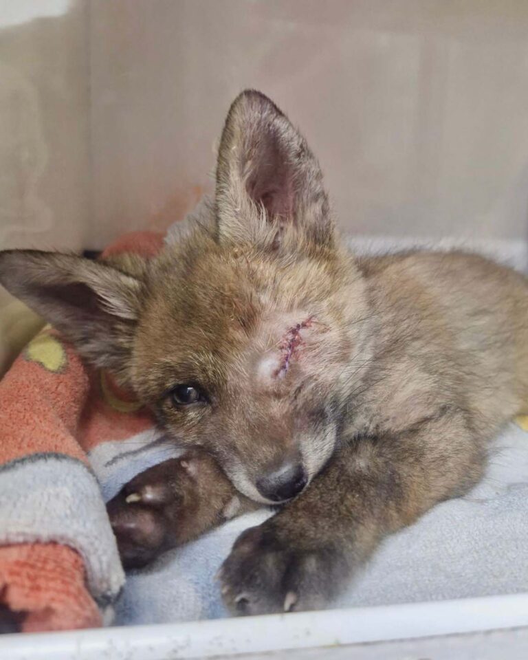Cub with damaged eye