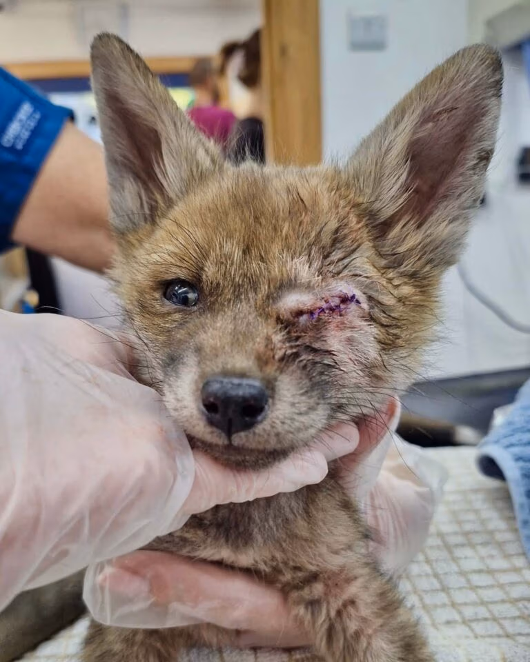 Cub with damaged eye