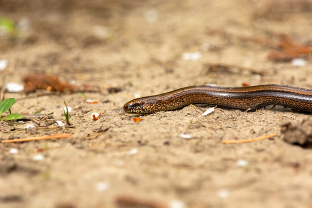 slow worm