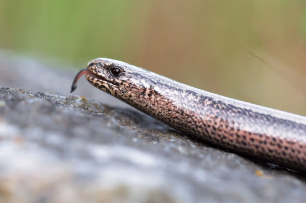 common slow worm