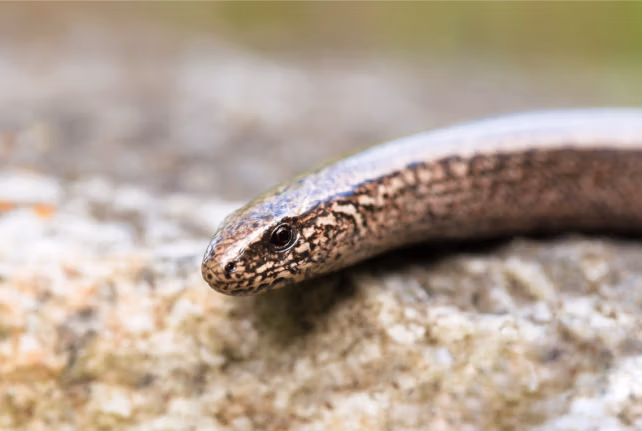 slow worm