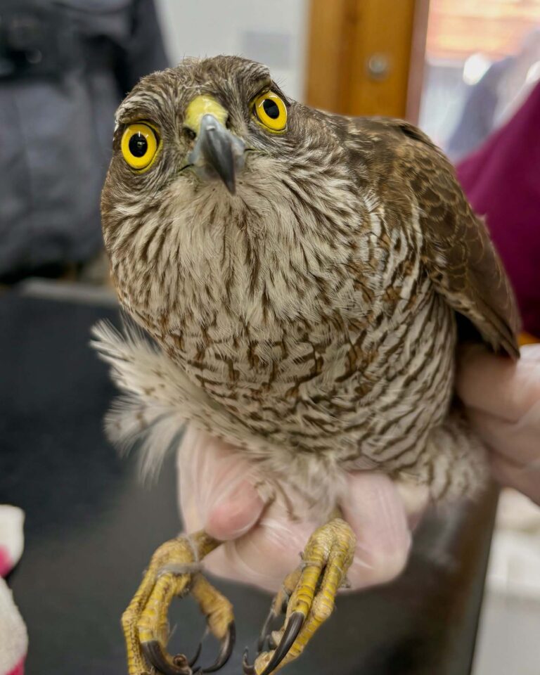 Sparrowhawk