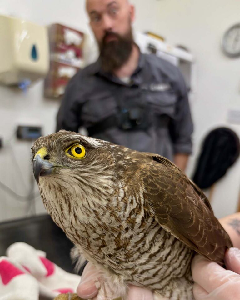Sparrowhawk treatment room