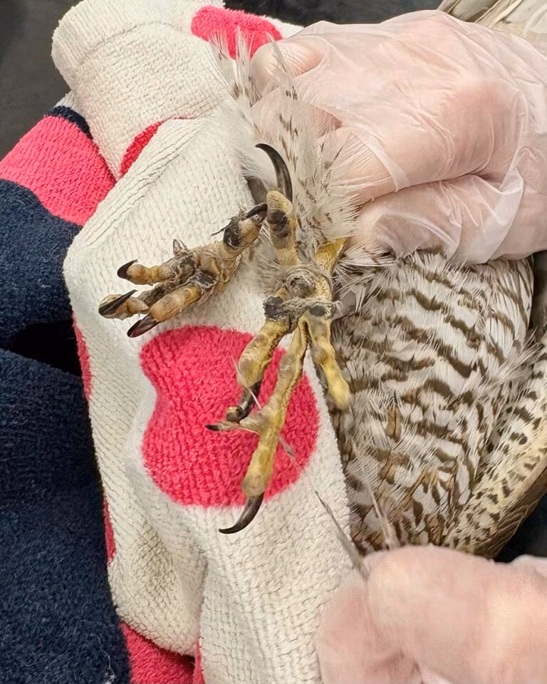 Sparrowhawk feet