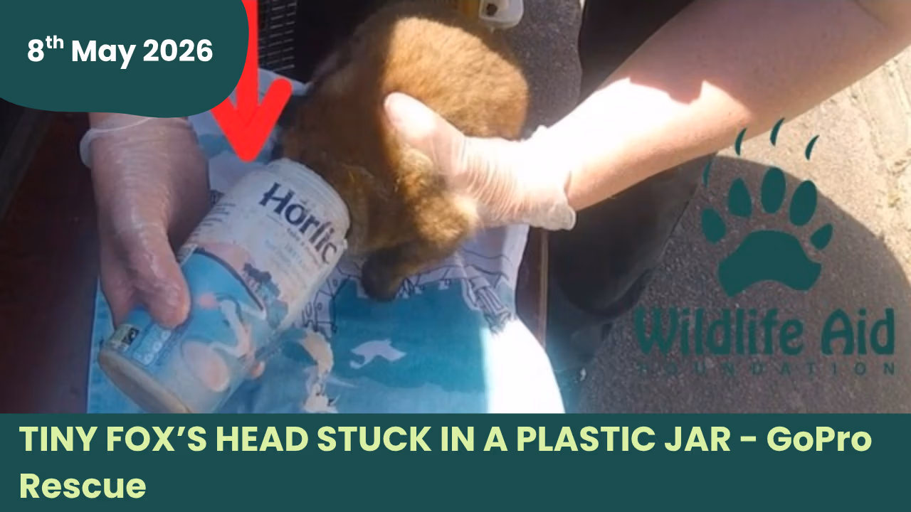 fox jar thumbnail