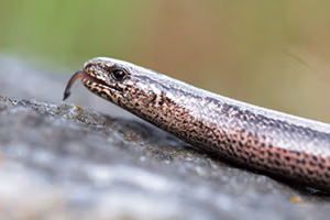slow worm