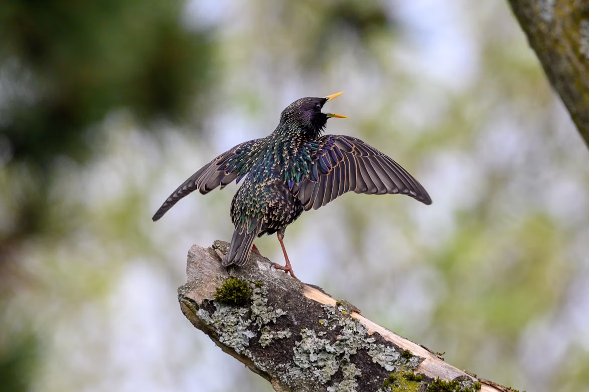 starling