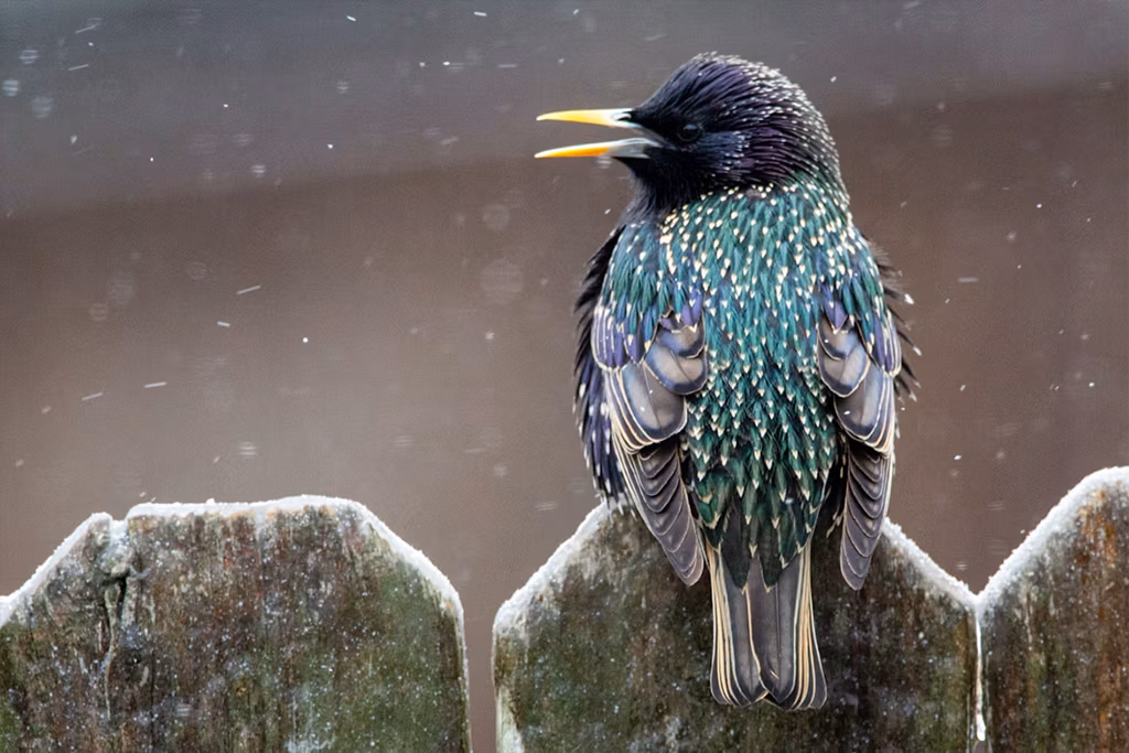 starling