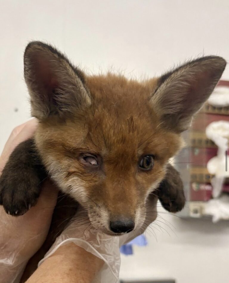 fox cub