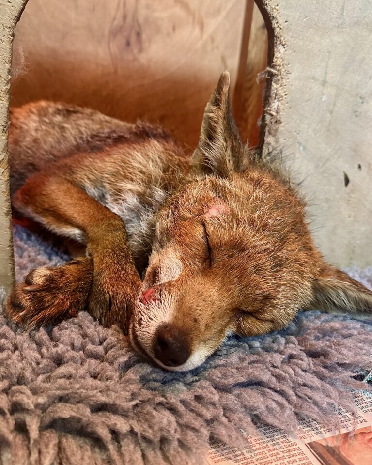 Injured fox