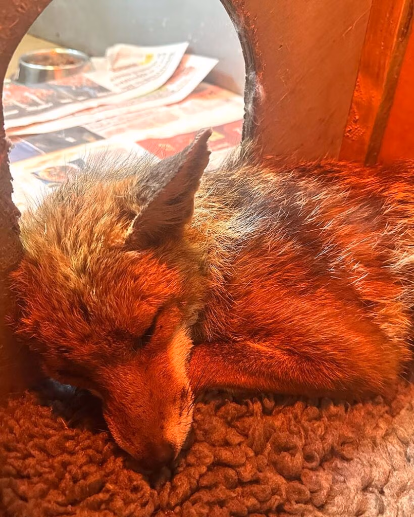 injured fox
