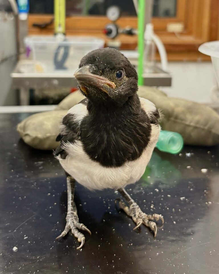 magpie fledgling