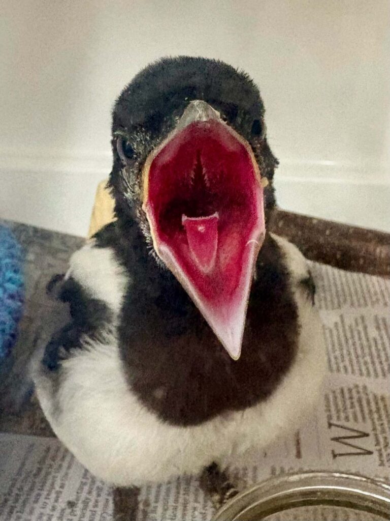 Magpie Fledgling
