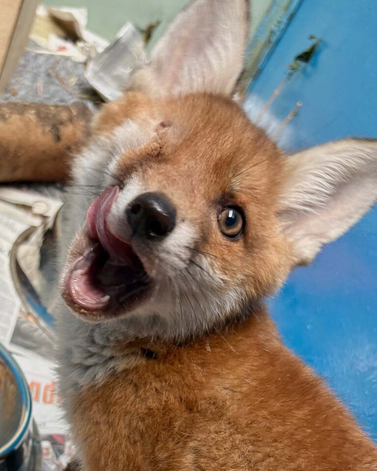fox cub