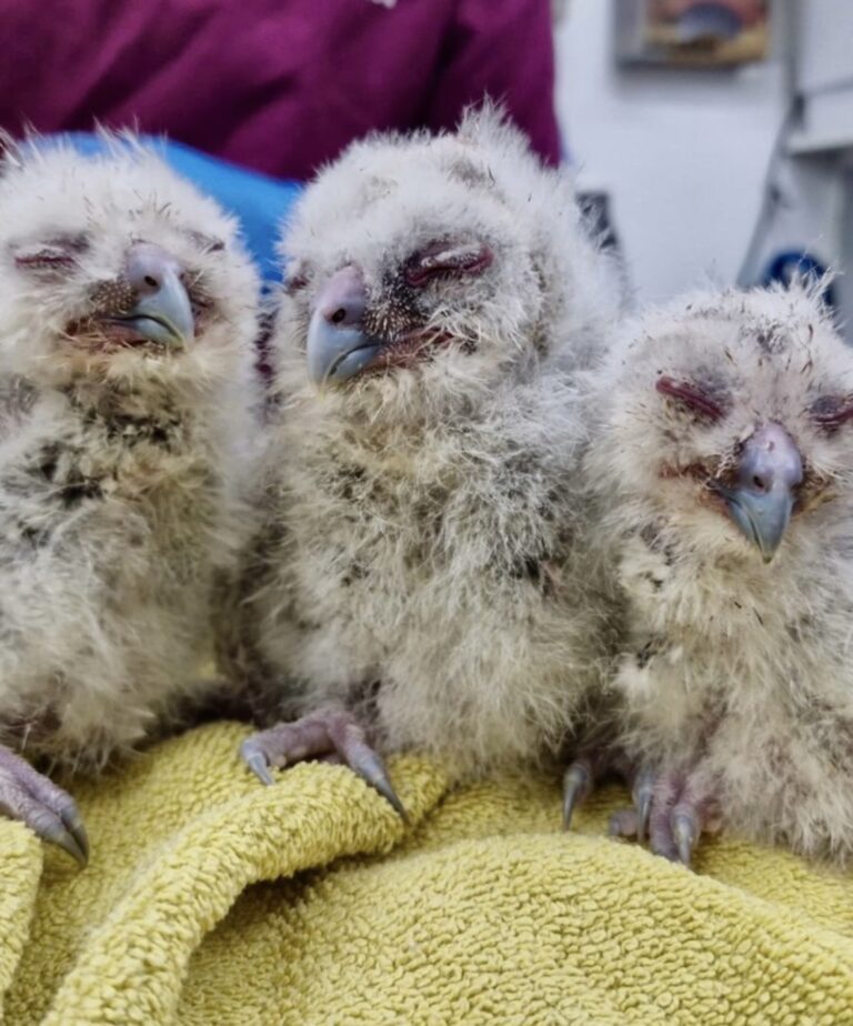 tawny owls