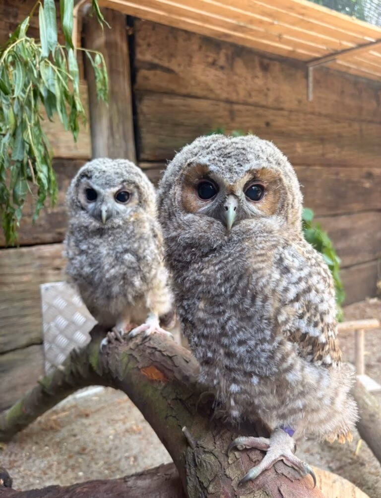 tawny owls