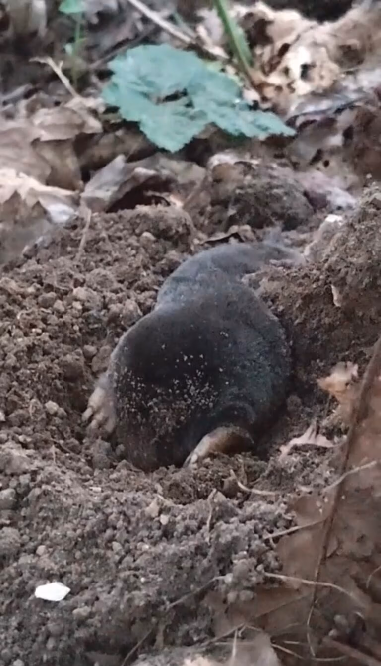 mole