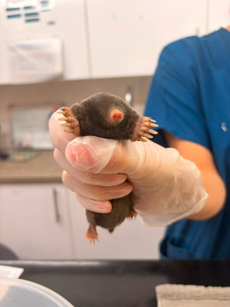 mole
