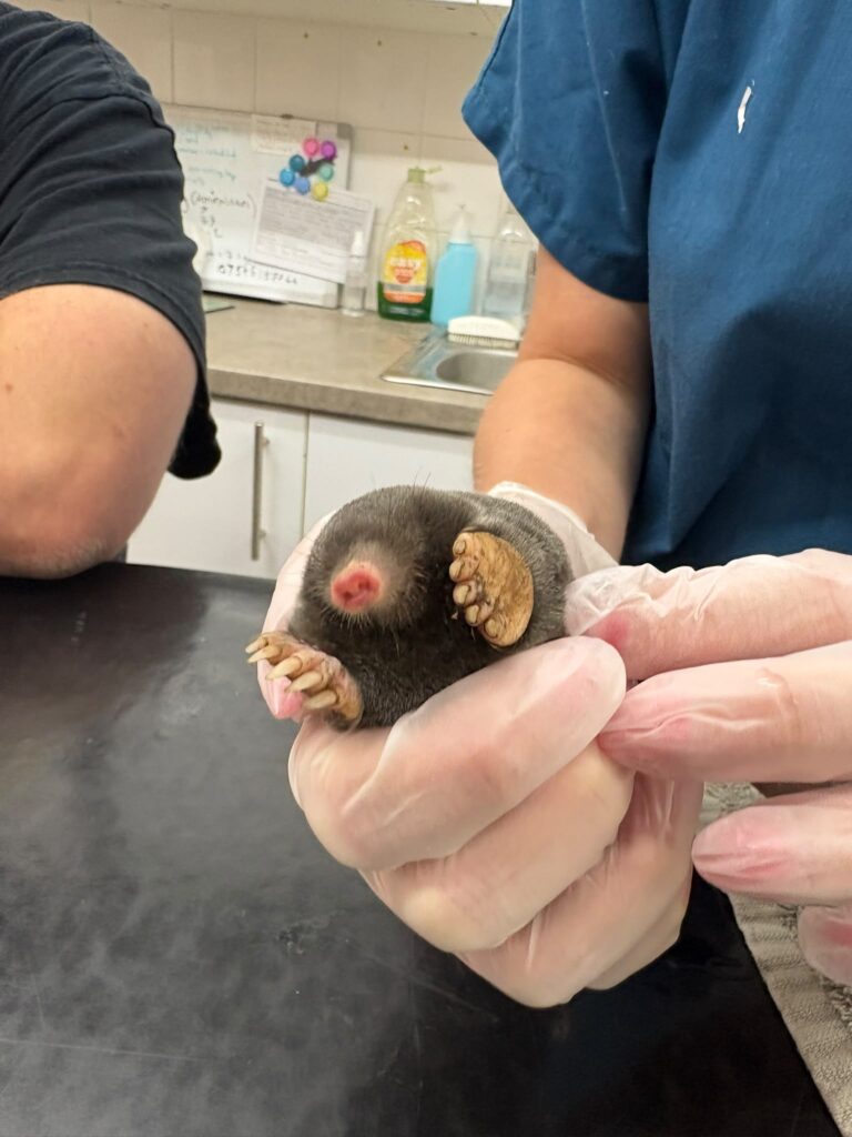 mole