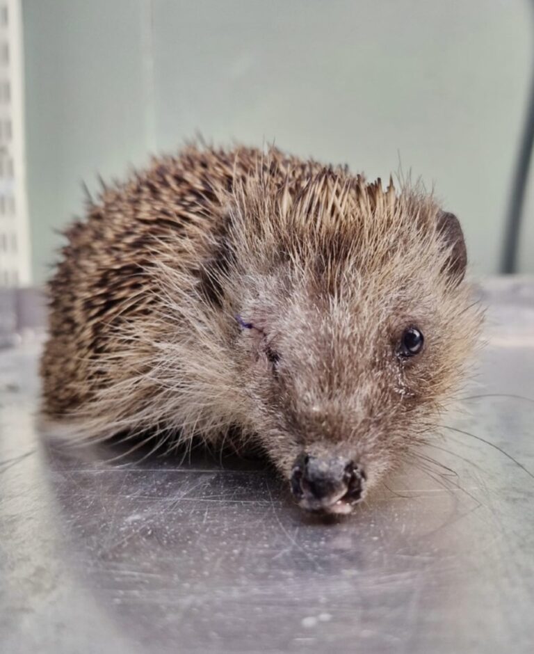 Hedgehog with one eye
